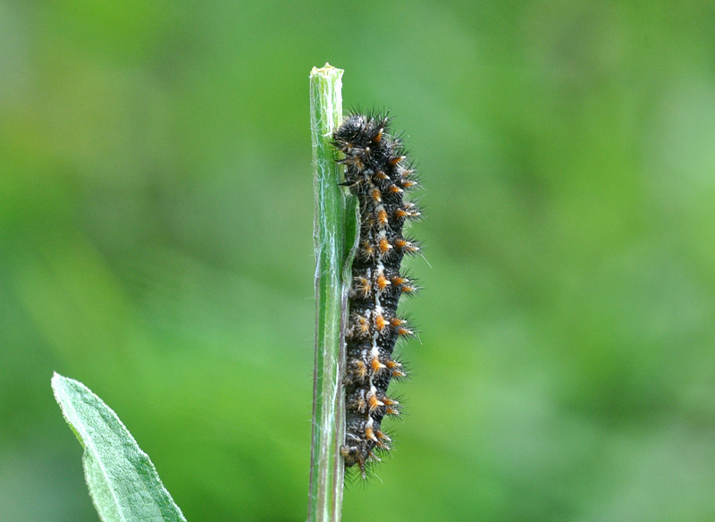 Melitaea phoebe